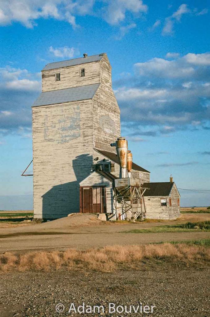 Sask Wheat